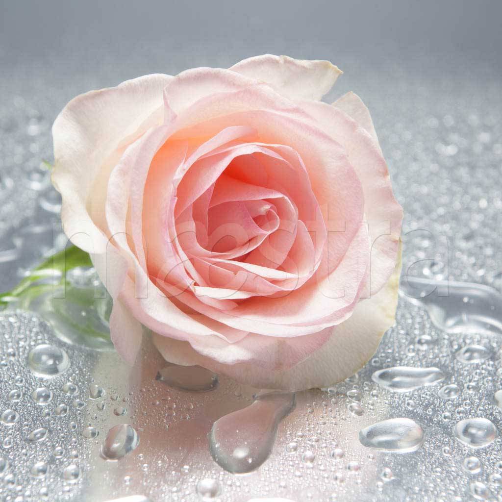 Фотообои Нежная роза с каплями росы