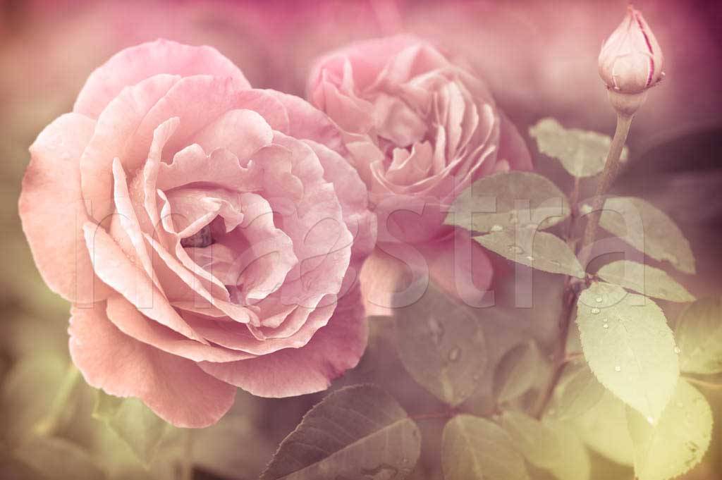 Фотообои Куст роз розовых