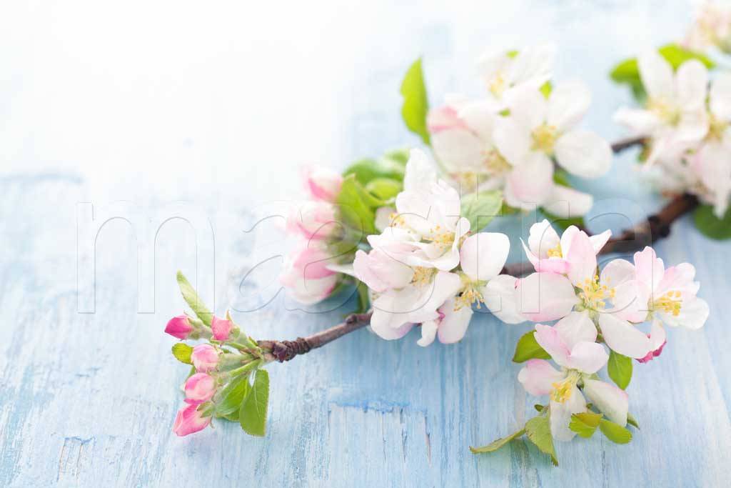 Фотообои Ветка цветущей яблони