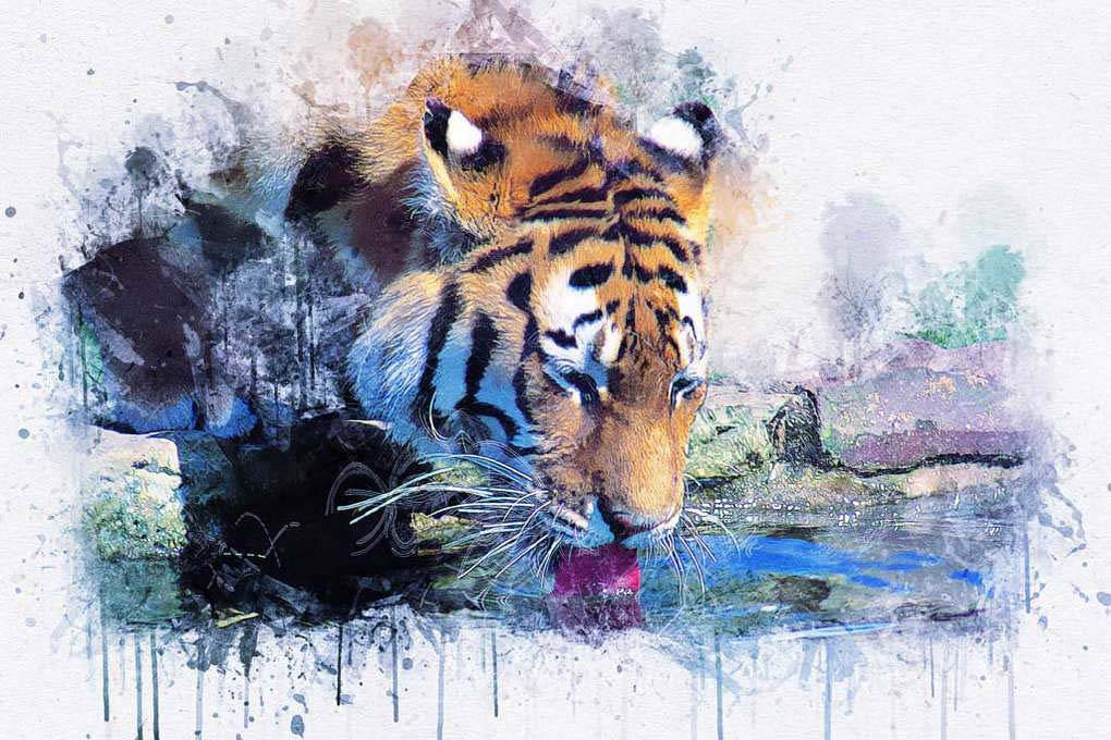 Фотообои Тигр пьёт воду