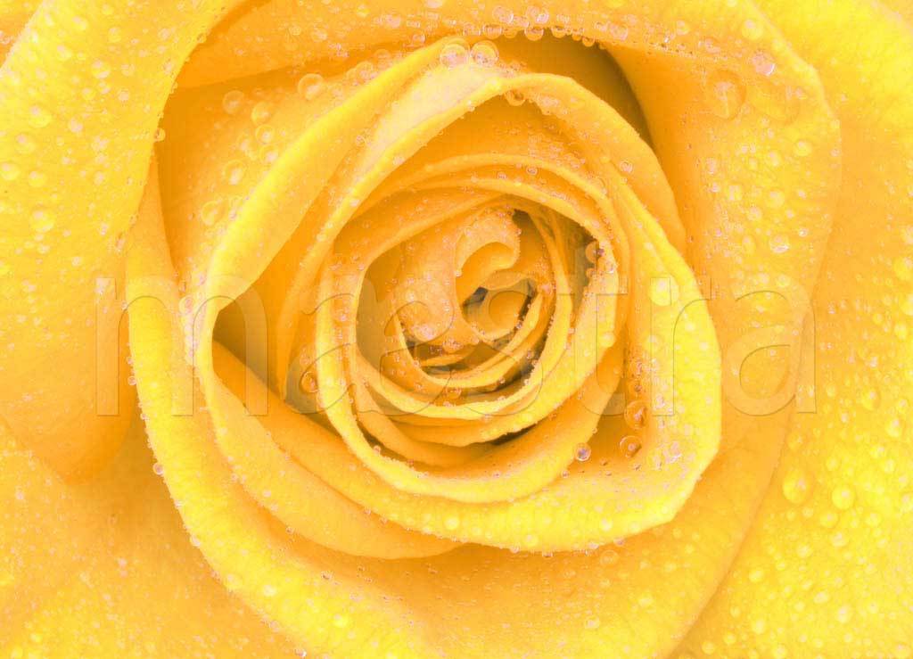 Фотообои Желтые розы роскошные