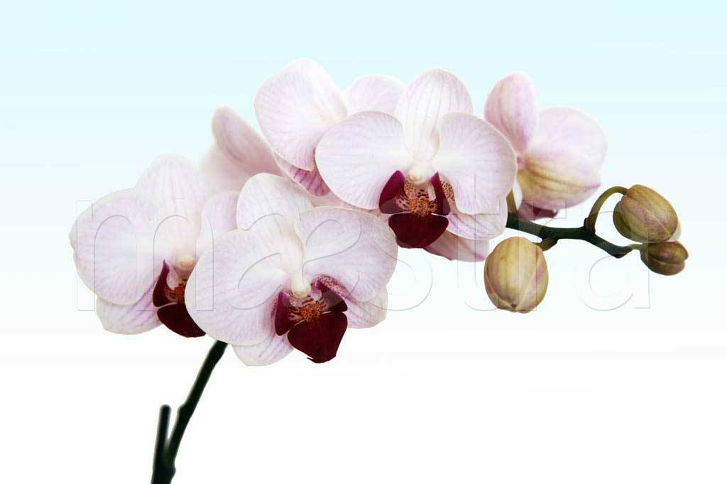Фотообои Белая орхидея живописная